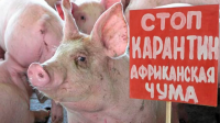 О новой вспышке африканской чумы свиней на территории Республики Крым