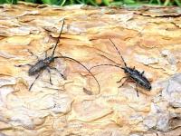 Управление Россельхознадзора по Костромской и Ивановской областям информирует о вреде, наносимом жуками-усачами рода Monochamus    