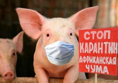 О распространении африканской чумы свиней в странах Восточной Европы