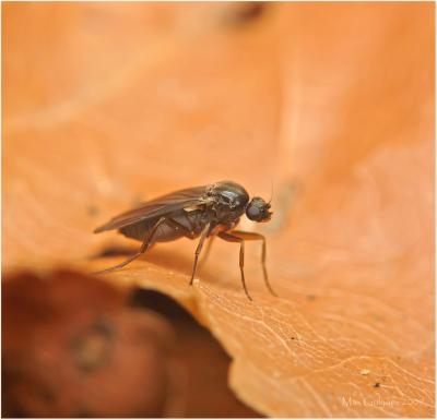 На территории Российской Федерации выявлен карантинный объект -  многоядная муха – горбатка (Megaselia scalaris (Loew))    