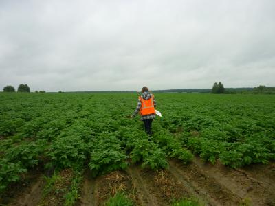 О снижении количества карантинных фитосанитарных зон по золотистой картофельной нематоде в Ивановской области