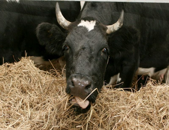 В  Ивановскую область планируется ввоз  крупного  рогатого скота молочных пород из Венгрии и Дании   
